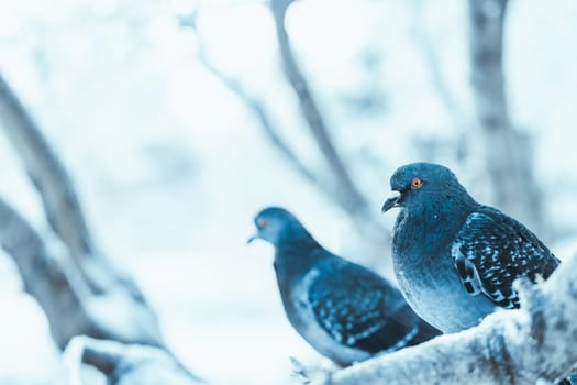 pigeons sitting hunched on a branch in the winter day.