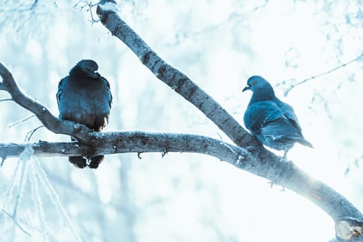 pigeons sitting hunched on a branch in the winter day.