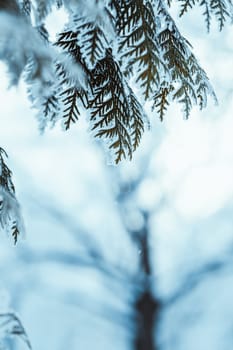 winter light dark green larch branches in the snow.