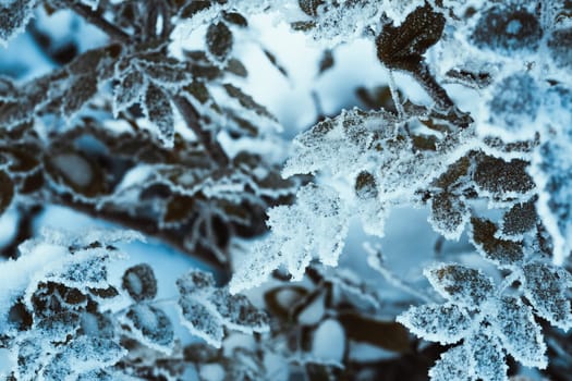 barberry close up branches in the snow.