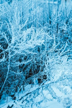 winter forest and branches in the snow during the day.