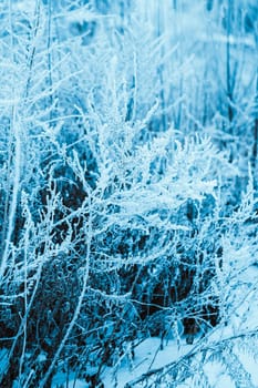 winter forest and branches in the snow during the day.