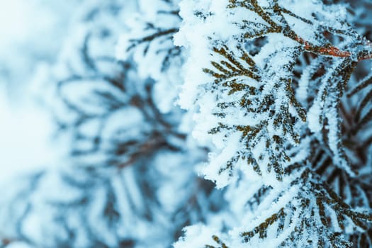 winter dark green larch branches in the snow close up.