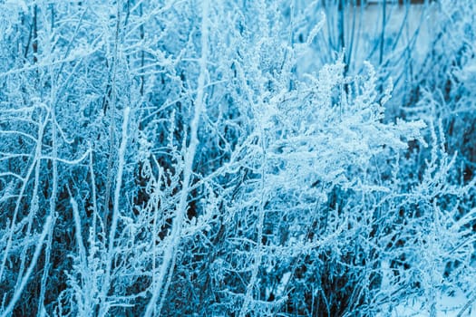 winter forest and branches in the snow during the day.