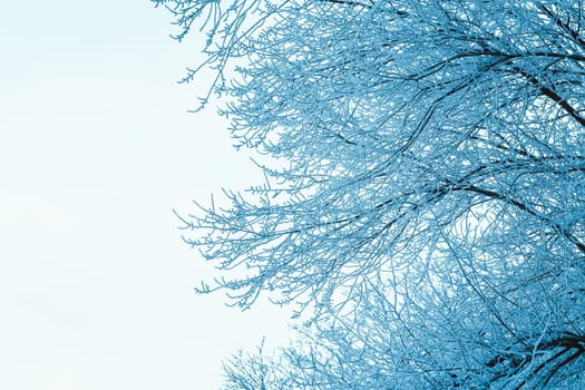 branches in the snow during the day.
