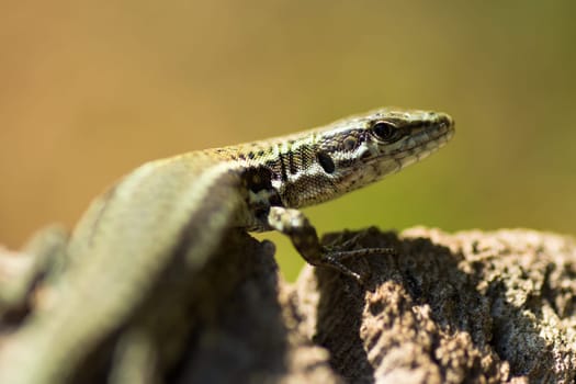 Macro photo of lizard reptile animal in nature.