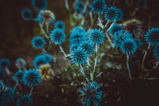 Blue flowers Echinops on a nature background.