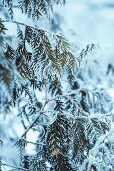 winter light dark green larch branches in the snow.
