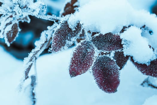 barberry close up branches in the snow.