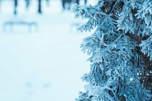 winter dark green larch branches in the snow close up.
