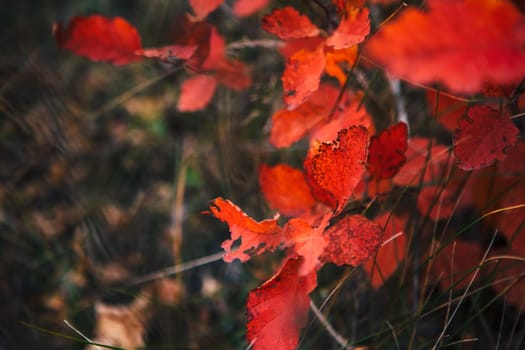 Red leaves in forest on blurred background.