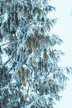 winter light dark green larch branches in the snow.