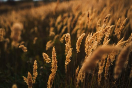 beautiful autumn field several spike close up.
