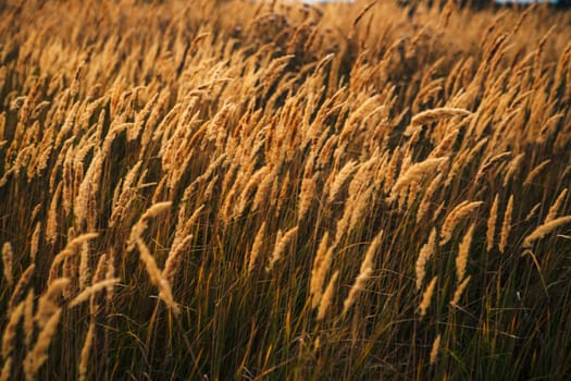 beautiful autumn field several spike close up.