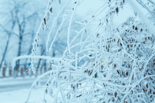 frozen plants in hoarfrost in winter afternoon.