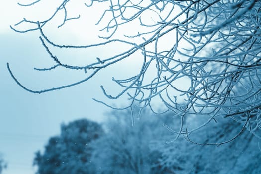 branches in the snow during the day.