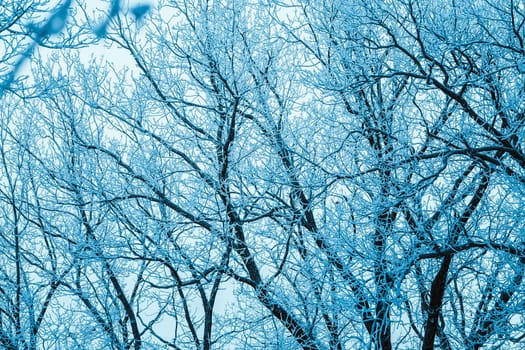 winter forest and branches in the snow during the day.