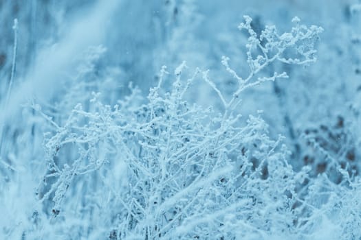 frozen plants in hoarfrost in winter afternoon.