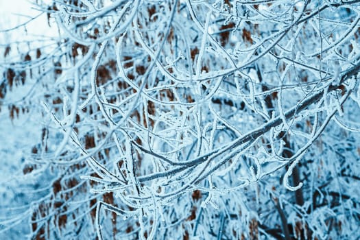 branches in the snow during the day.