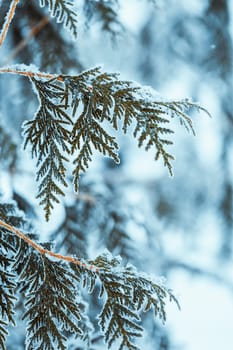 winter light dark green larch branches in the snow.