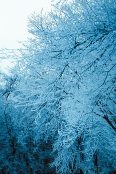 winter forest and branches in the snow during the day.