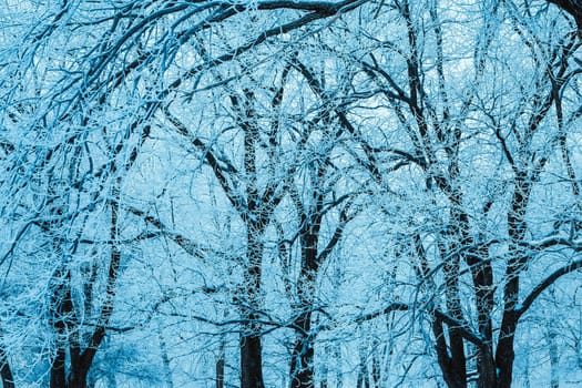 winter forest and branches in the snow during the day.