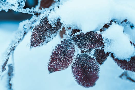 barberry close up branches in the snow.