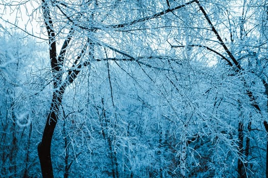 winter forest and branches in the snow during the day.