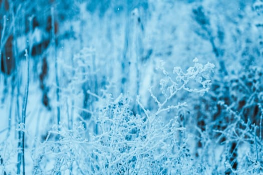 frozen plants in hoarfrost in winter afternoon.