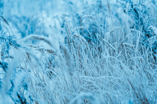 frozen plants in hoarfrost in winter afternoon.