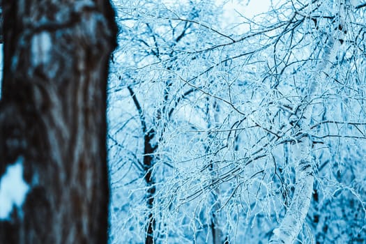 winter forest and branches in the snow during the day.