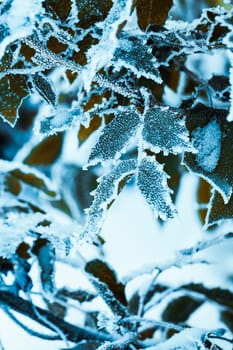 barberry close up branches in the snow.