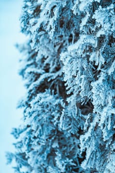 winter light dark green larch branches in the snow.