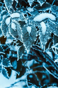 barberry close up branches in the snow.