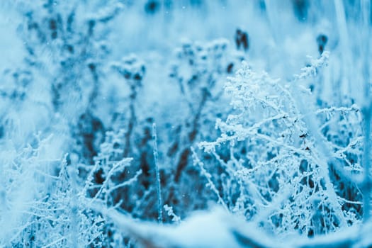 frozen plants in hoarfrost in winter afternoon.