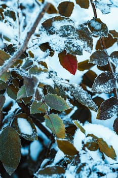 barberry close up branches in the snow.