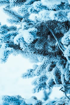 frozen spruce in hoarfrost in winter afternoon.