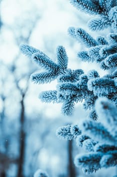 frozen spruce in hoarfrost in winter afternoon.