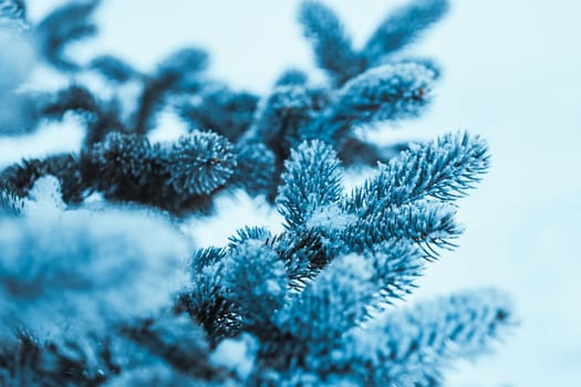 frozen spruce in hoarfrost in winter afternoon.