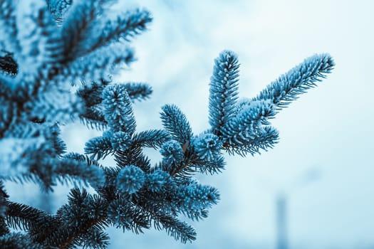 frozen spruce in hoarfrost in winter afternoon.