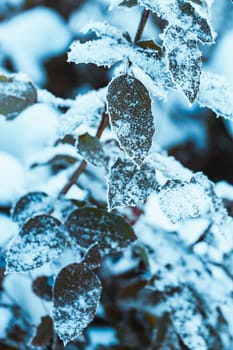 barberry close up branches in the snow.