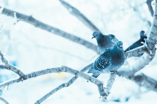 pigeons sitting hunched on a branch in the winter day.