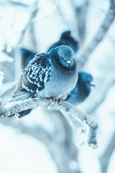 pigeons sitting hunched on a branch in the winter day.
