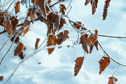 yellow leaves on branches in hoarfrost in winter.