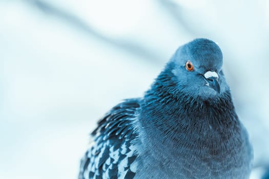 pigeon on the branch perched in the winter afternoon.