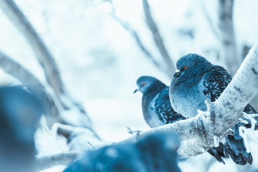 pigeons sitting hunched on a branch in the winter day.