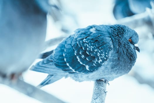 pigeon on the branch perched in the winter afternoon.