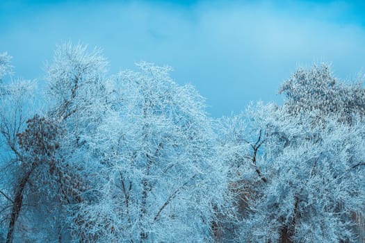 white winter forest on blue sky background.