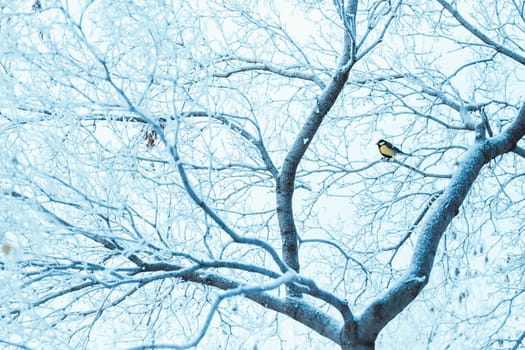 little tit sits on a tree branch in winter.