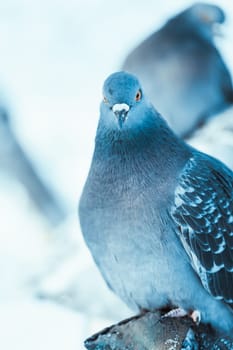 pigeon on the branch perched in the winter afternoon.